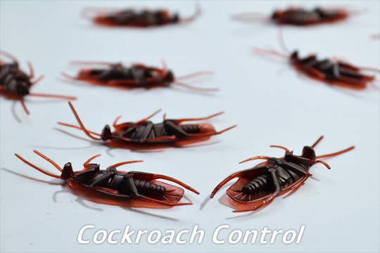 cockroach control