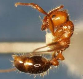 fire ant